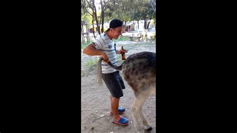 hombres follando burra|Hombre folla con una burra .